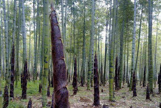 2017种竹笋赚钱吗?