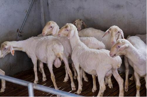 2017养湖羊赚钱吗?