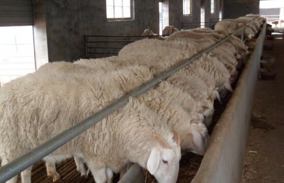 2017养小尾寒羊赚钱吗?