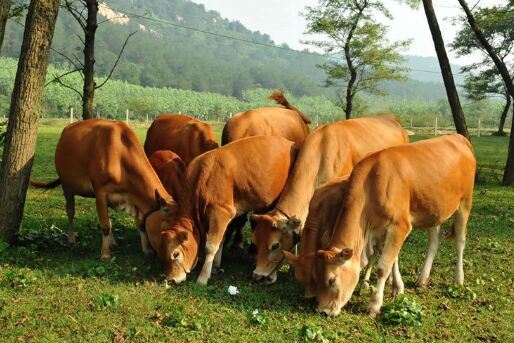 2017养黄牛赚钱吗?