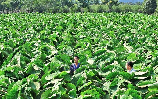 2017种芋头赚钱吗?