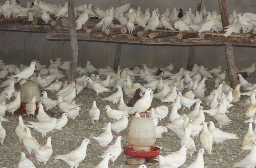 2017养肉鸽赚钱吗？