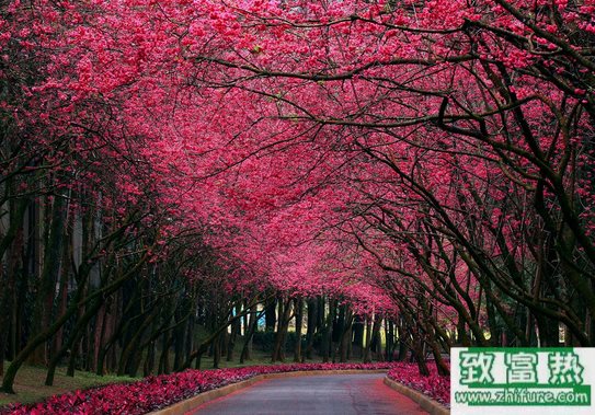 为什么樱花也能做出不一样的美食?