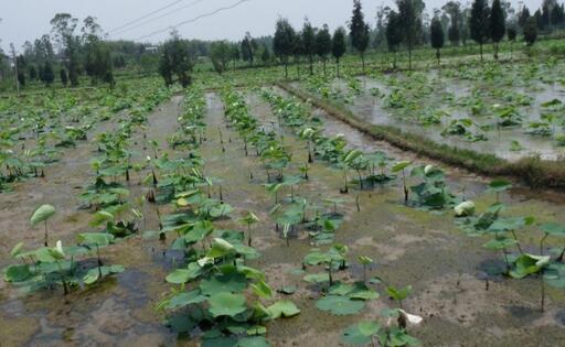 2017种莲藕赚钱吗?