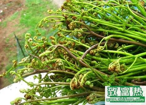 2017种蕨菜赚钱吗?2017种蕨菜前景及市场价格行情分析