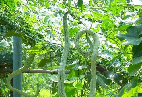 2017种蛇瓜赚钱吗?