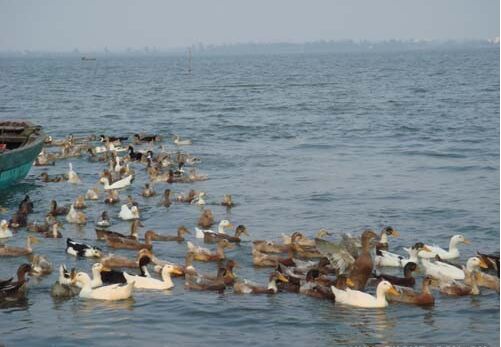 2017养肉鸭赚钱吗?