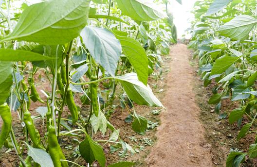 2017种青椒赚钱吗?