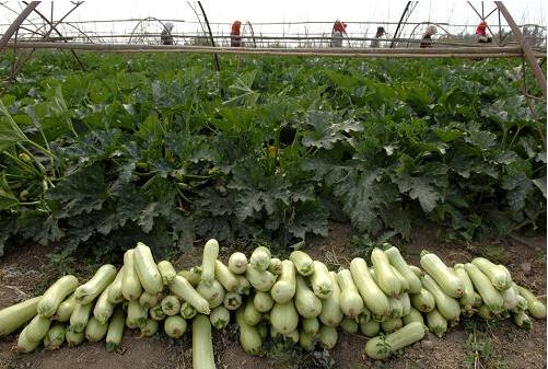 2017种西葫芦赚钱吗?