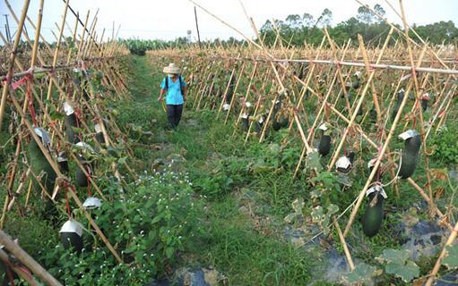 2017种冬瓜赚钱吗?