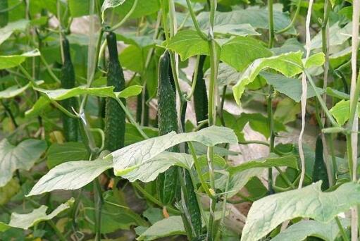 2017种黄瓜赚钱吗?