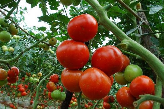 2017种番茄赚钱吗?