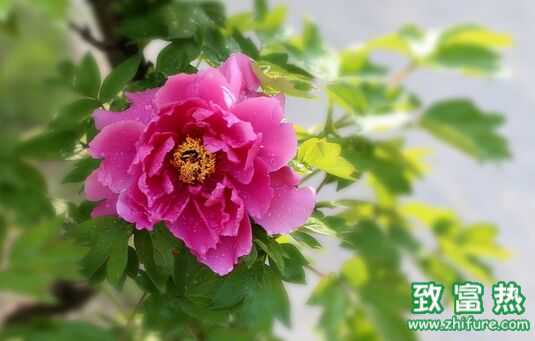 牡丹花的功效与作用 牡丹花的花语