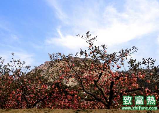 科学的果园冬灌