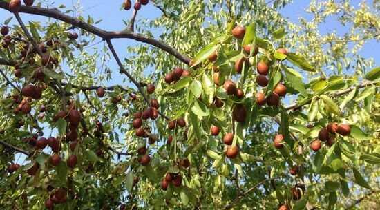 枣树能嫁接吗？枣树能活多少年？