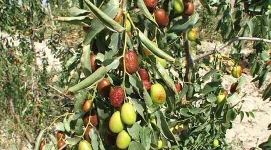 枣树能嫁接吗？枣树能活多少年？