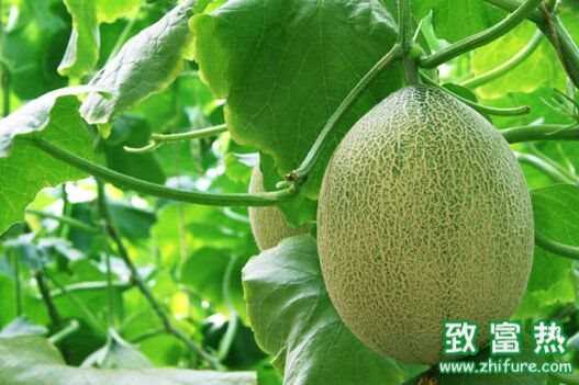 哈密瓜属于热性还是凉性水果?哈密瓜能不能放冰箱储存?