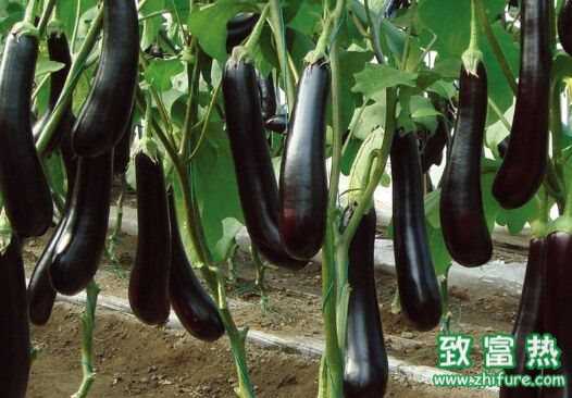 月子里能不能吃茄子,茄子会回奶吗?