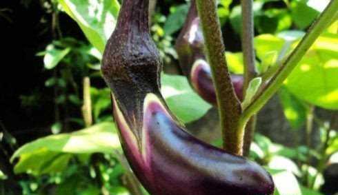 月子里能不能吃茄子，茄子会回奶吗？