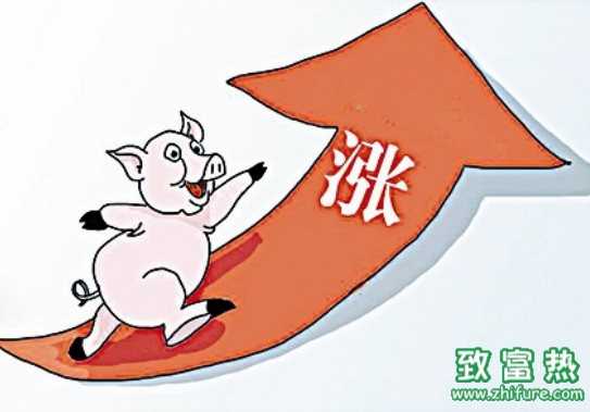 猪价为什么现在涨?春节猪价会有多高