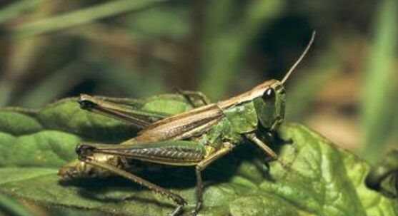 蝗虫是昆虫吗 蝗虫的营养价值