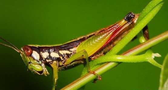 蝗虫是昆虫吗 蝗虫的营养价值