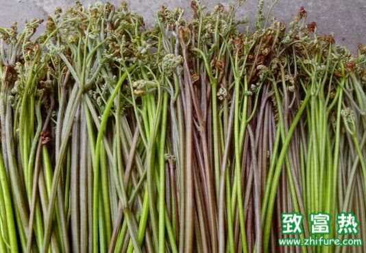 蕨菜致癌是真的吗?孕妇可以吃蕨菜吗?