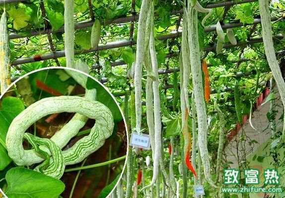 蛇瓜是什么,怎么做最好吃?