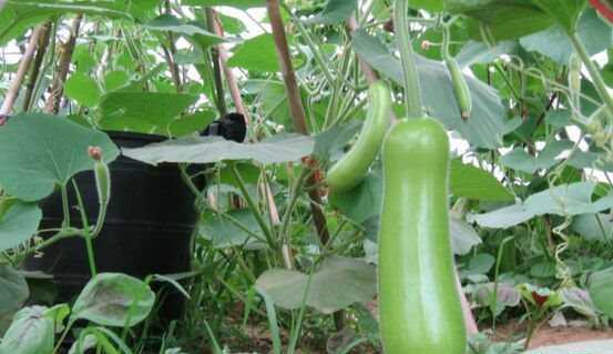 瓠子有毒是真的吗？瓠子的药用价值有哪些？