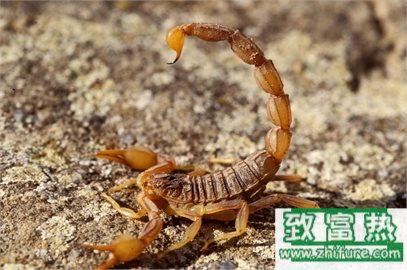 蝎子有什么功效,蝎子怎么养殖