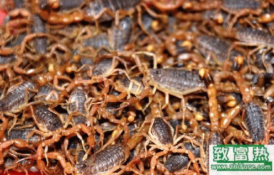 蝎子有什么功效,蝎子怎么养殖