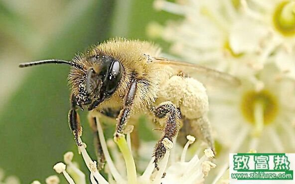 蜂是益虫还是害虫,养蜂的利润