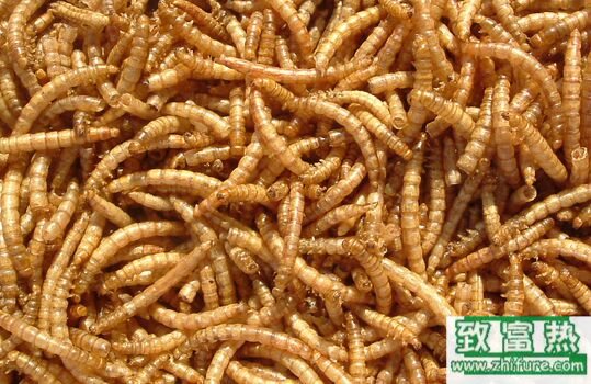 黄粉虫营养价值,黄粉虫怎么吃