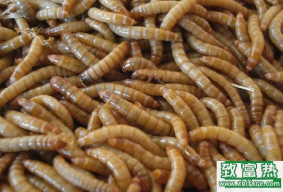 黄粉虫营养价值,黄粉虫怎么吃