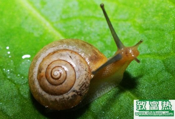蜗牛是益虫还是害虫,蜗牛可以吃吗