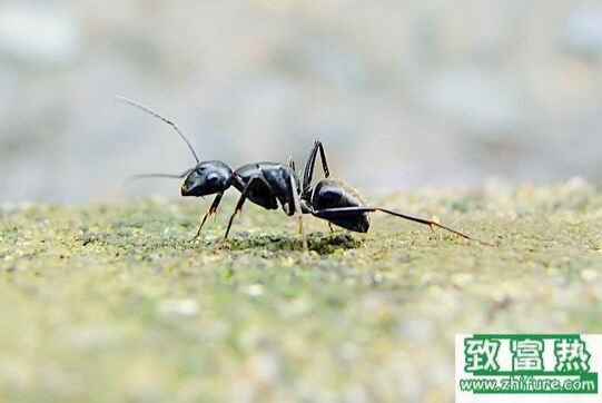 蚂蚁的功效与作用,蚂蚁吃了的好处