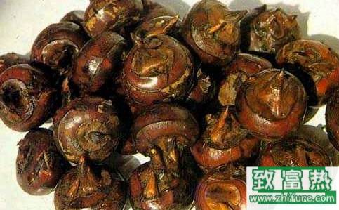 荸荠怎么读?荸荠和马蹄是同一种东西吗?