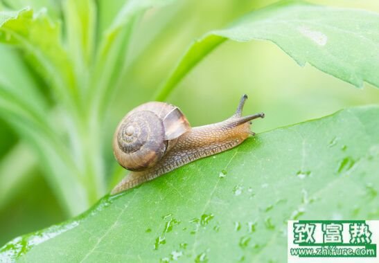 蜗牛是益虫还是害虫,蜗牛可以吃吗