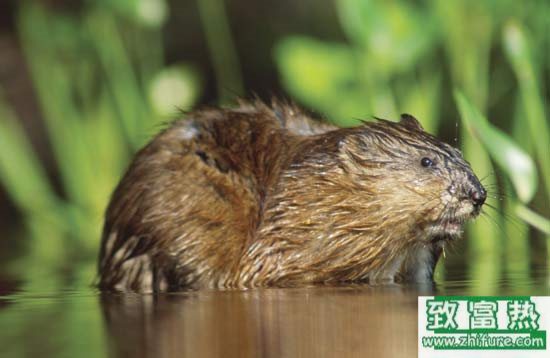 麝香鼠的麝香是什么,麝香鼠吃什么