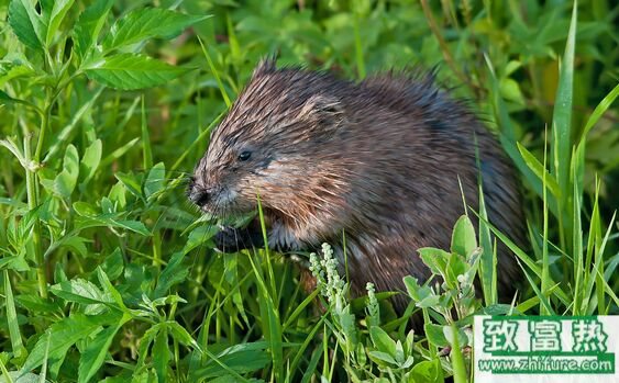 麝香鼠的麝香是什么,麝香鼠吃什么
