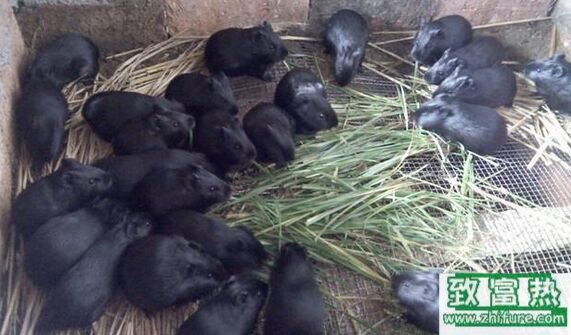 黑豚的营养价值,黑豚鼠怎么吃