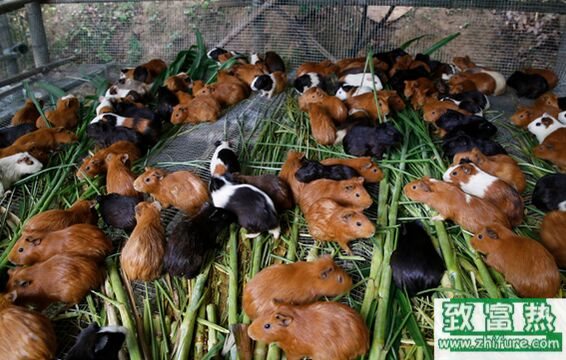 黑豚的营养价值,黑豚鼠怎么吃