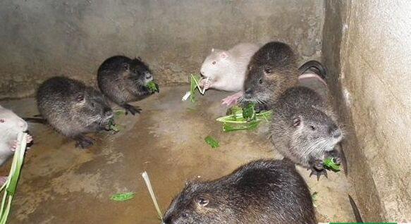 海狸鼠好吃吗，海狸鼠的经济价值