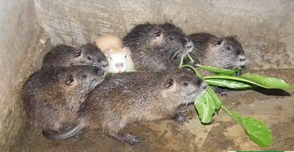 海狸鼠好吃吗，海狸鼠的经济价值