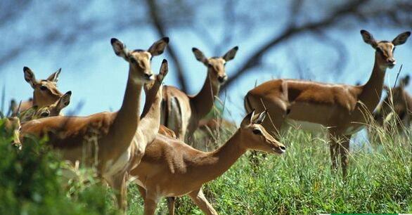 鹿可以吃吗，鹿血的功效与作用