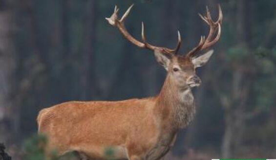 鹿可以吃吗，鹿血的功效与作用