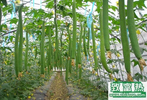 丝瓜吃起来很苦有毒吗,还能不能吃?