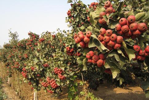 2017种山楂赚钱吗?