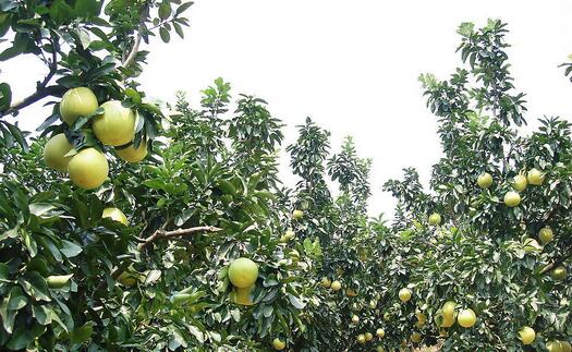 2017种柚子赚钱吗?