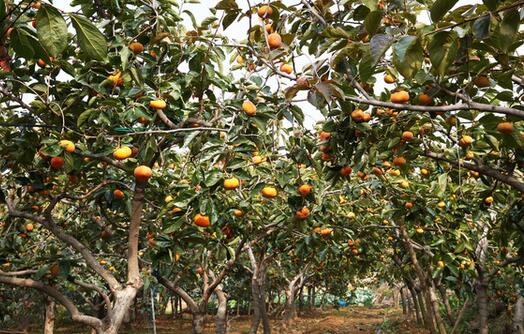 2017种柿子赚钱吗?